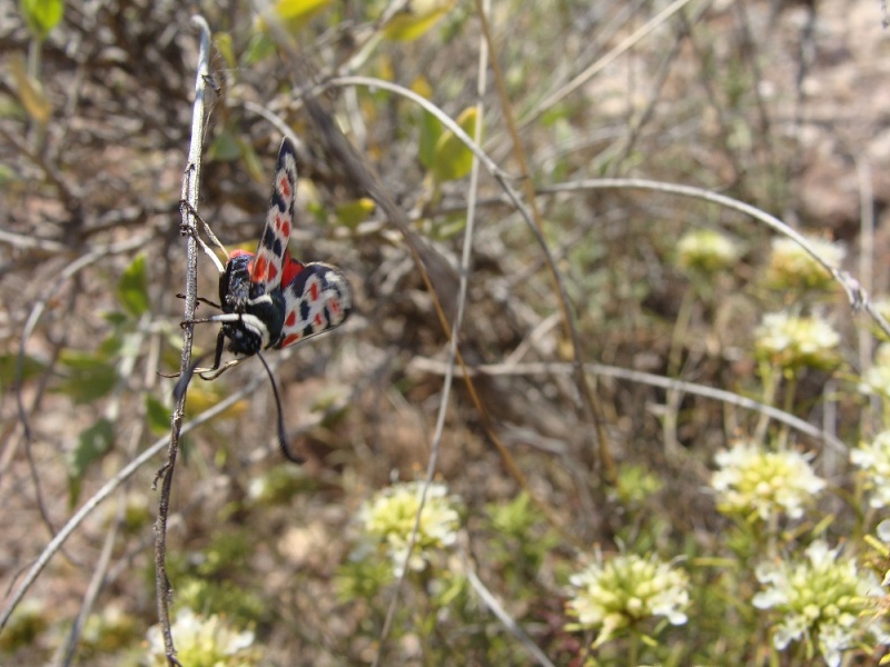 Zygaena occitana Murcia10