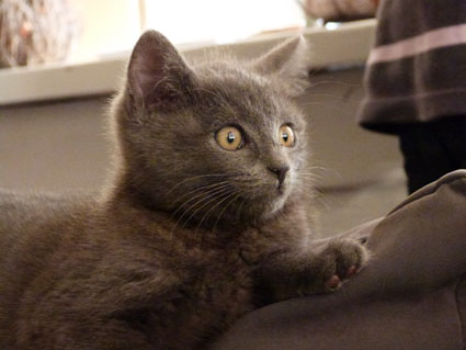 Réglisse (ex Glitch), chaton gris, né début septembre 2011 (adopté) Regfor10
