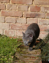 Réglisse (ex Glitch), chaton gris, né début septembre 2011 (adopté) 1ereso10