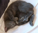 Réglisse (ex Glitch), chaton gris, né début septembre 2011 (adopté) Reglis10