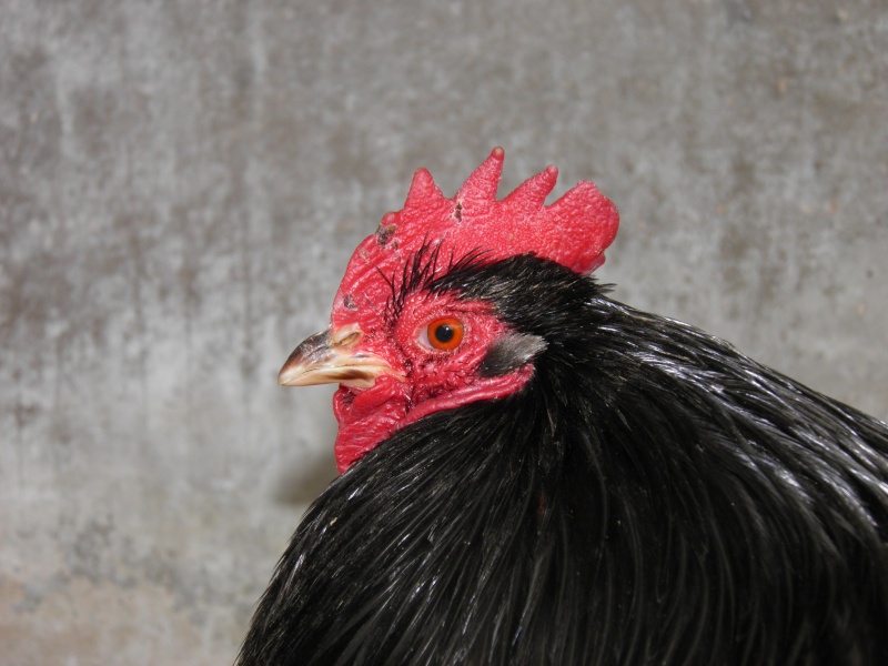 avis sur mon pekin P4250022