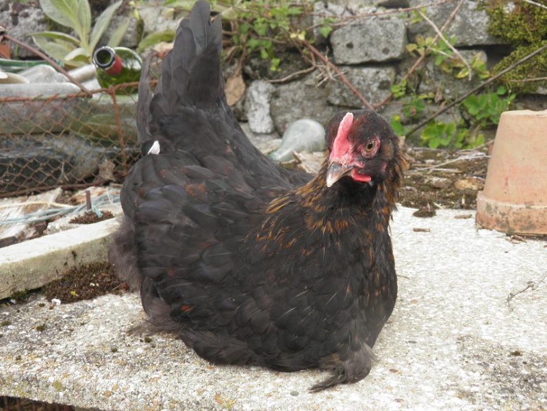 Jeune coq Marans P7190522