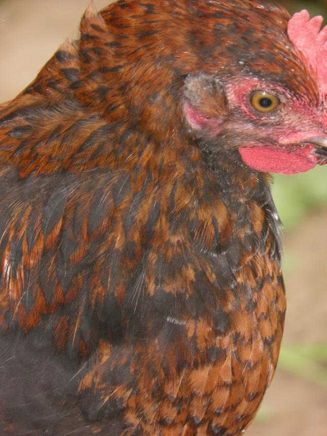 Jeune coq Marans P7190533