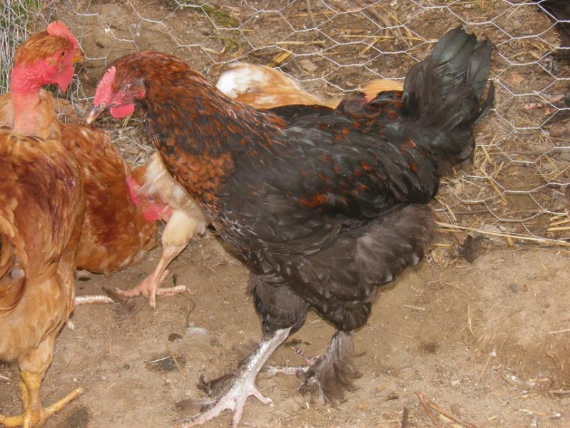 Jeune coq Marans P7200510