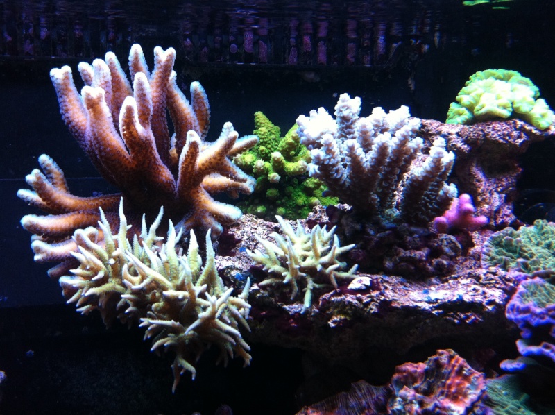 AsTa's New Reef  Img_0217