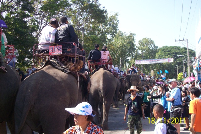 Festival des éléphants à Surin (Thailande) Chang_24