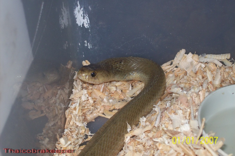 Attaque par un Cobra cracheur indochinois "Issan spitting cobra" (Naja siamensis) Indoch15