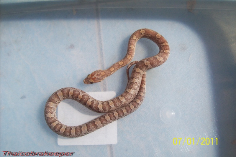 Elaphes guttatus,Pantherophis guttatus,Corn snake,Serpent des bles P_g_la11