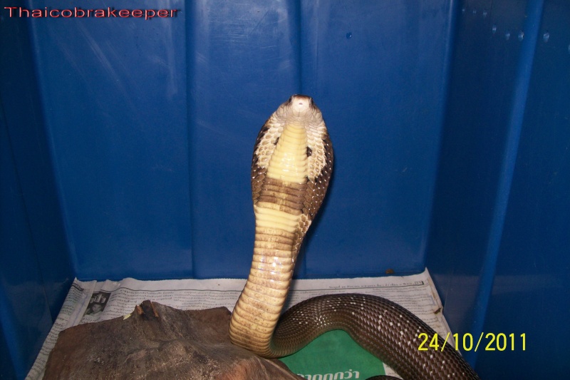 Mes Cobras monocle thailandais (Naja kaouthia Het.Axanthic) Raarey37