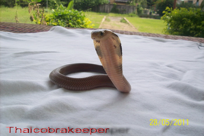 Speciale Cobra monocle Naja kaouthia Het.Axanthic Ramses16