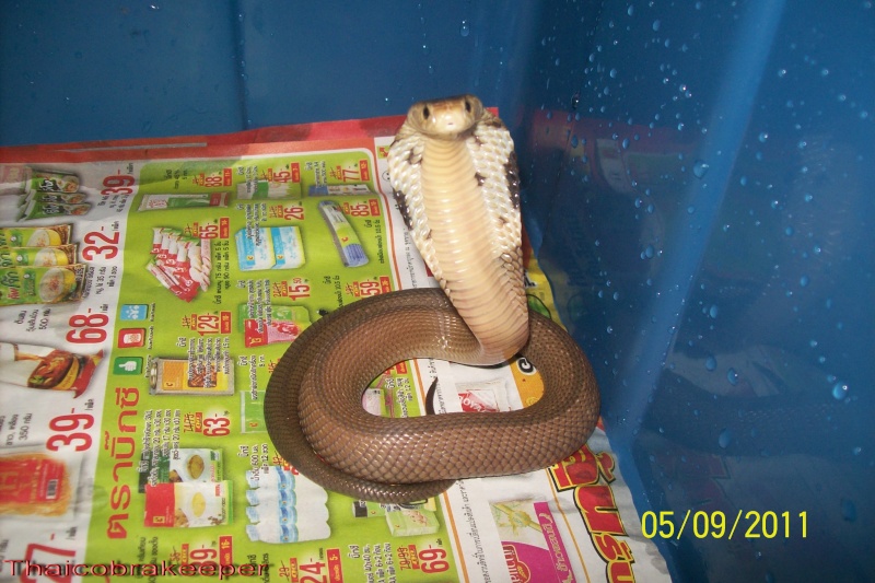 cobra - Speciale Cobra monocle Naja kaouthia Het.Axanthic Ramses21