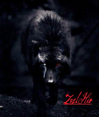 ZaelHo, Le Loup Assassin...  Zaelha12
