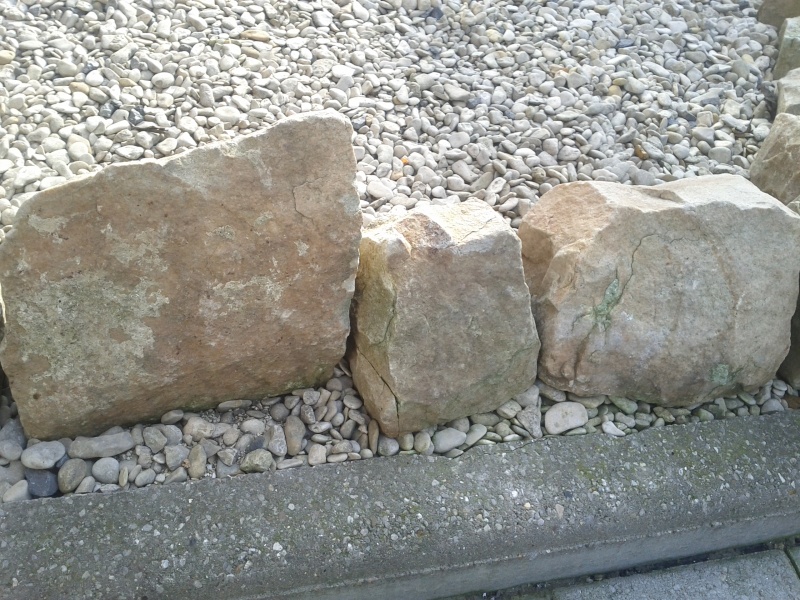 pierres pour aulonocara nyassae Img_2029