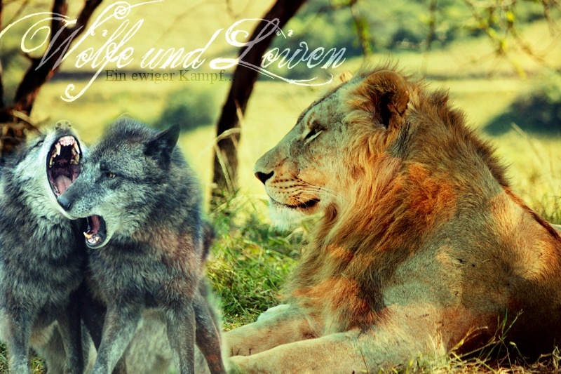 Wölfe und Löwen Walfe_10