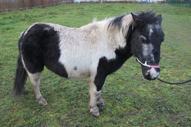 Pimousse poney pie sauvé par l'asso, adopté par Ludivine B. Pimous10