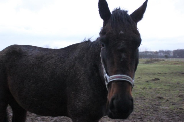 Virgul PS de 3 ans sauvé par l'asso, adopté par Ophélie L Virgul10