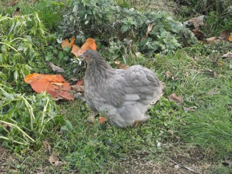 Petit coq pékin bleu caillouté grandi - Page 2 Dscf0312