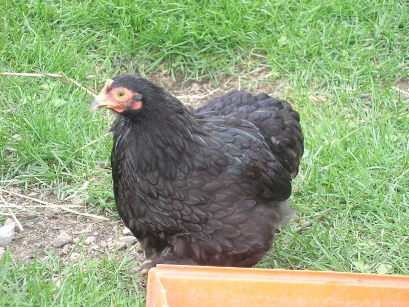 pekins de katsu (parc et animaux) P1010214