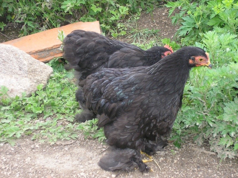 pekins de katsu (parc et animaux) P1010215