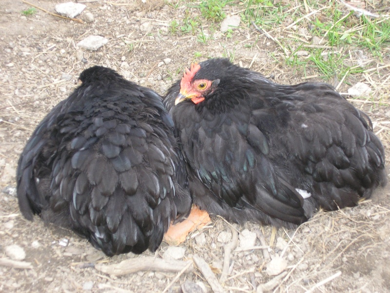 pekins de katsu (parc et animaux) P1010218