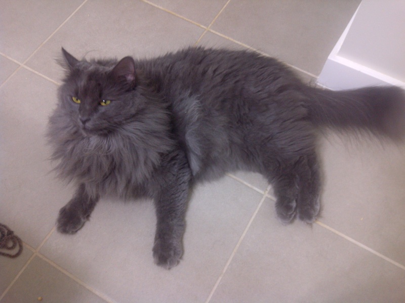 Nebelung or no Nebelung? Img-2010