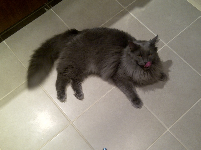 Nebelung or no Nebelung? Img-2011