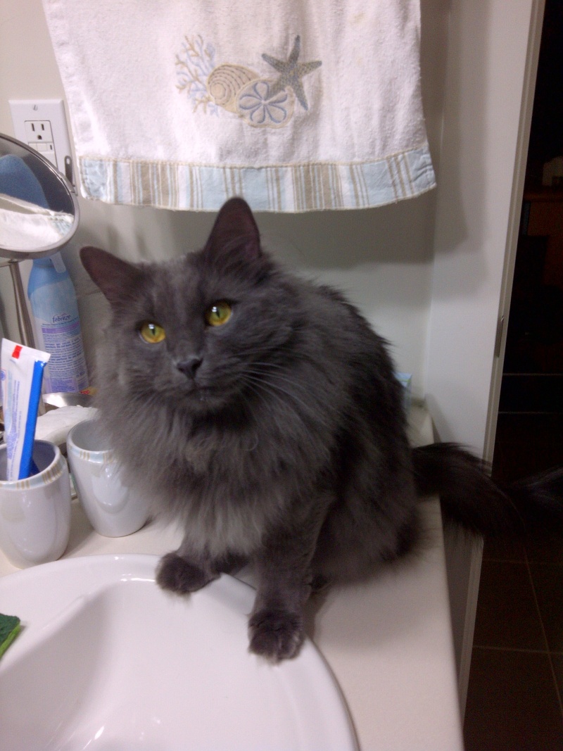 Nebelung or no Nebelung? Img-2012