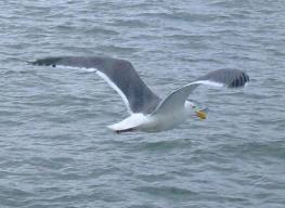Seagull Flies Seagul10
