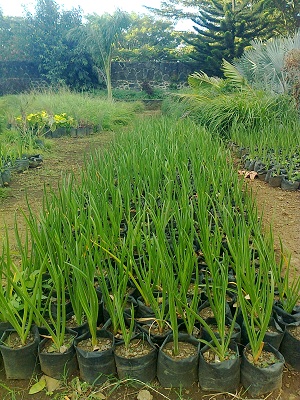 Floraison d'un Crinum mauritianum (île Maurice ) Photo017