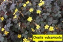 un vrai casse-tête cette plante ! Oxalis11