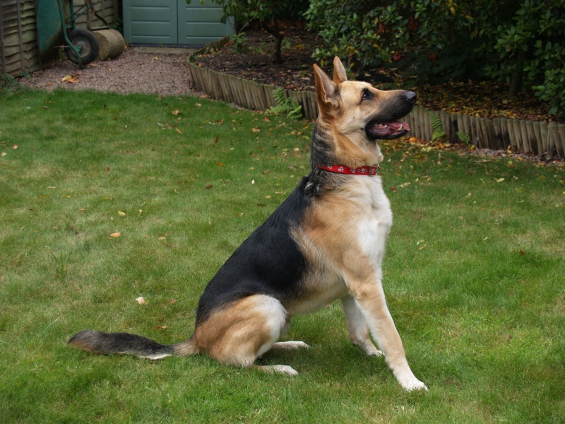 Denzil - German Shepherd,  Dog (1 Year) 0910