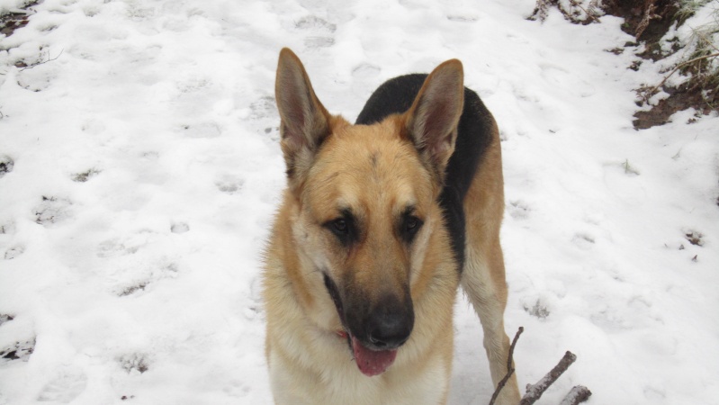 Denzil - German Shepherd,  Dog (1 Year) 10_02_10