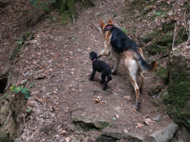 Denzil - German Shepherd,  Dog (1 Year) 4312