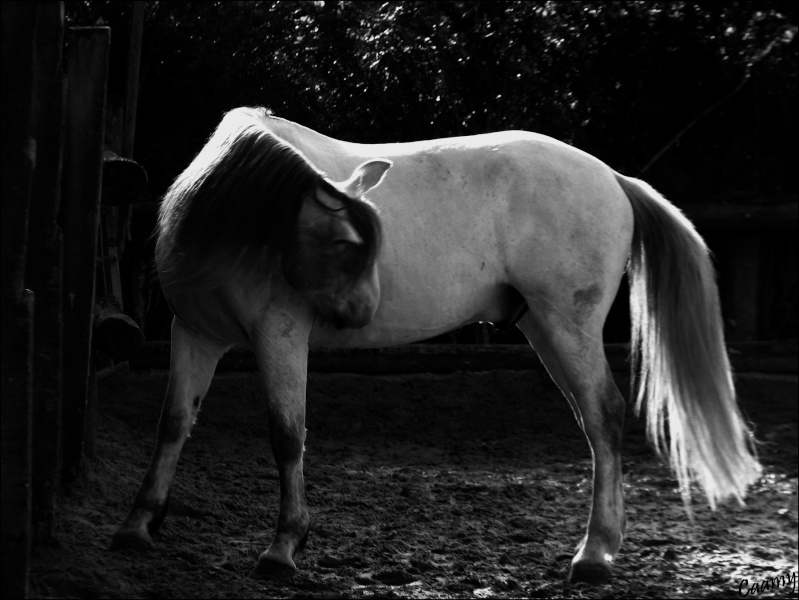 Fiche cheval de Samson Img_1912