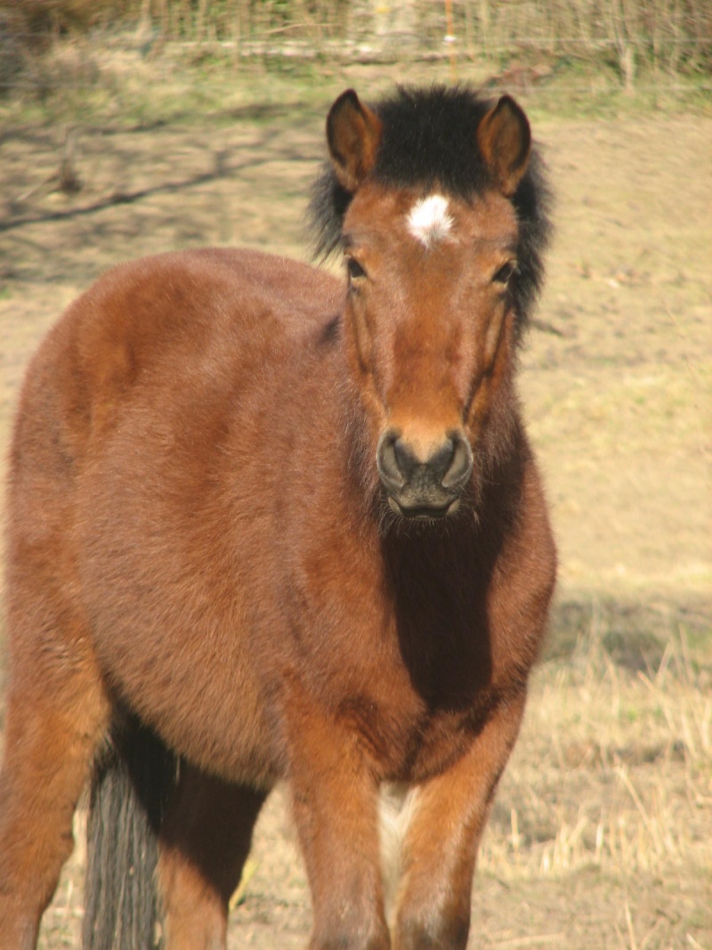 Fiche poney de Vegas Img_2710