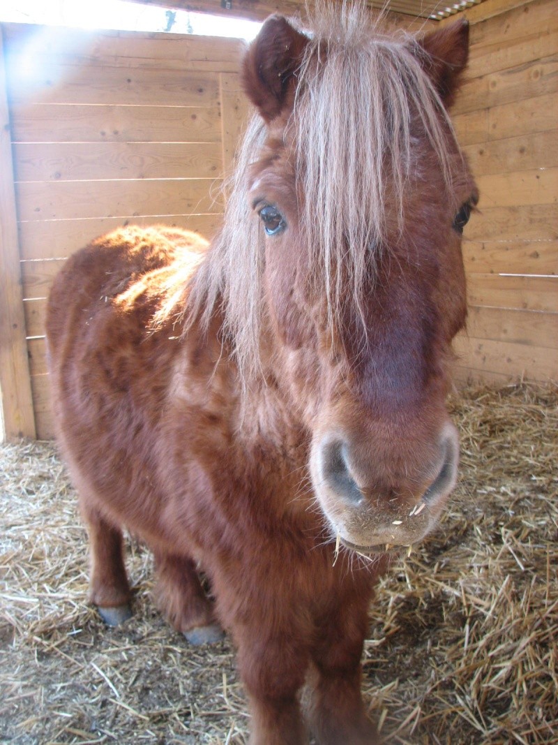 Fiche Poney De Vanille et bouli Img_2715