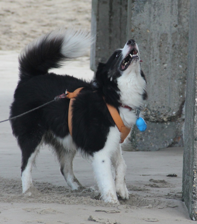 mon loulou à la plage ! 229_bi10