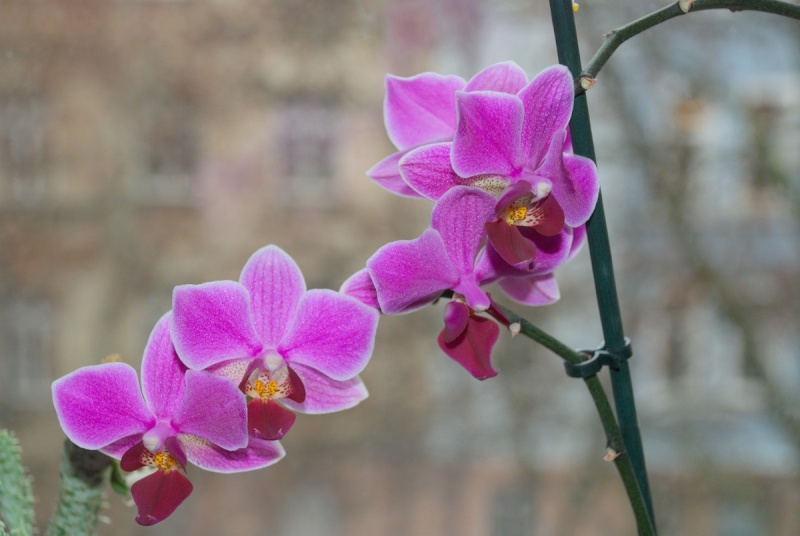 Orchideen 2011 - 2015 Teil 1 - Seite 6 Bilder27