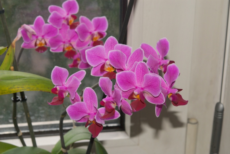 Orchideen 2011 - 2015 Teil 1 - Seite 14 Bilder79