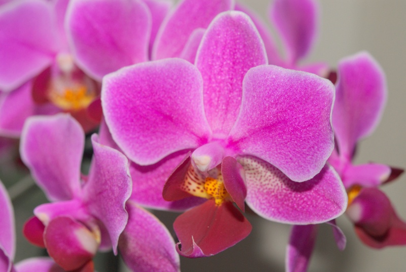 Orchideen 2011 - 2015 Teil 1 - Seite 14 Bilder80
