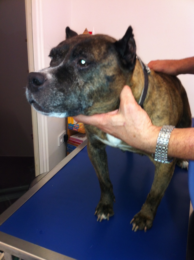 RAFALE, femelle amstaff LOF de 12 ans attend ses adoptants (92) Img_1111