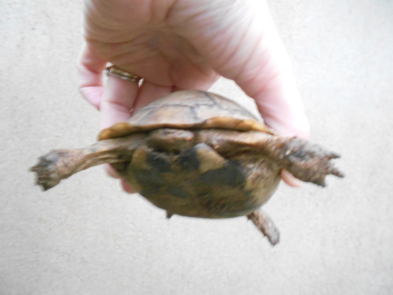 help pour identification de mes tortues Nov_2014