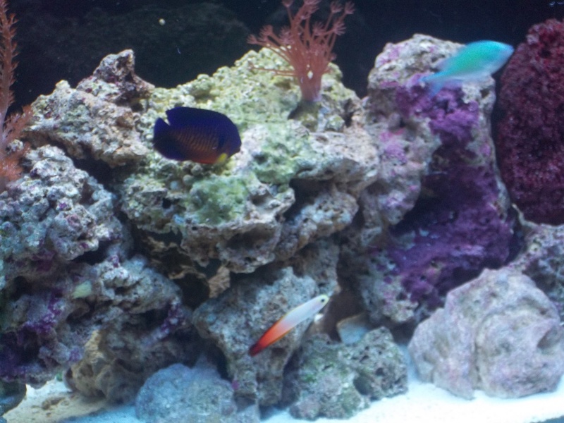 my 55 ( update ) 00210
