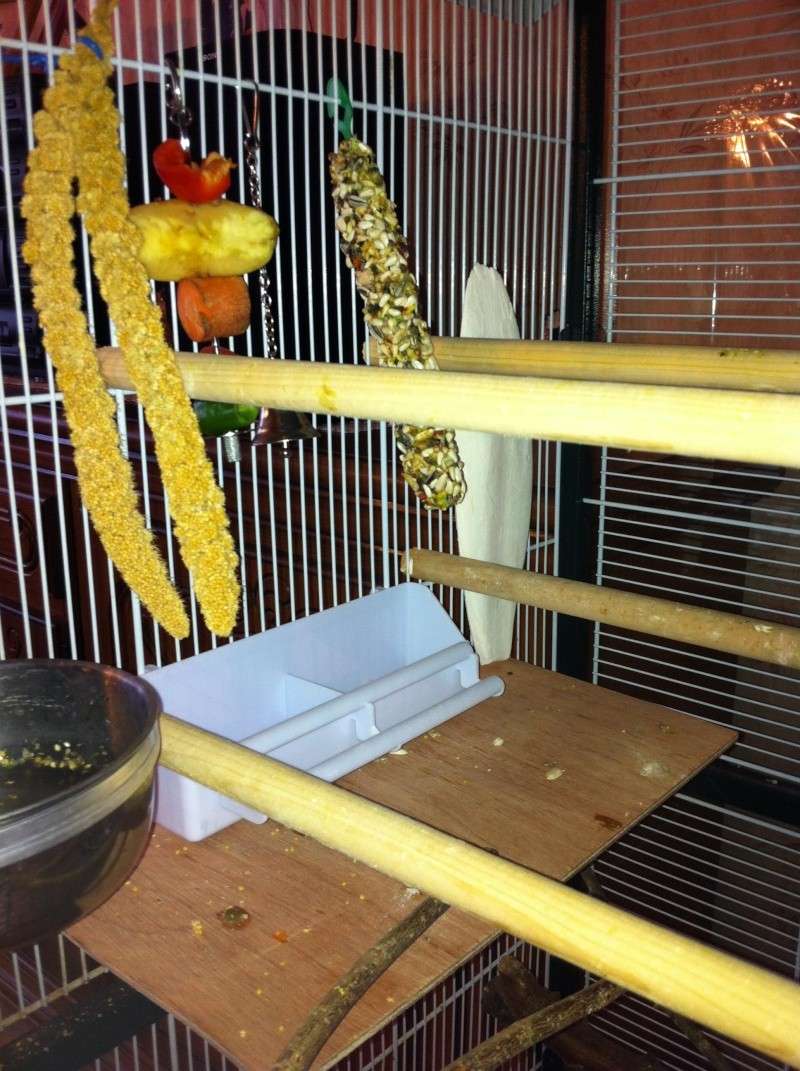 La cage de kiwi qu'en pensez-vous ? Cage_f11
