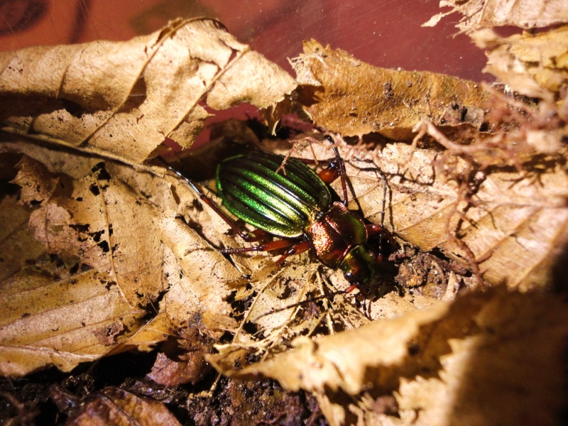 Chasse du 11/11/11 - Forêt de Marchiennes (59) Dsc06812