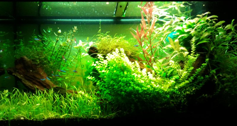 Aquascaping dans 100l - Page 2 2012-010