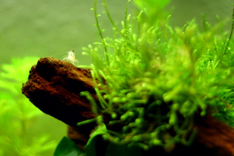 Aquascaping dans 100l Img_2410