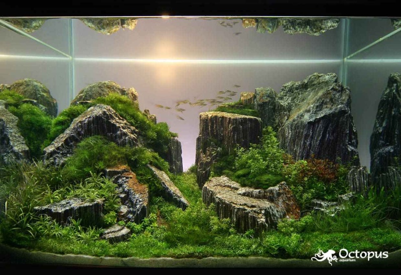 une petite sélection d'aquariums Tamo-d10