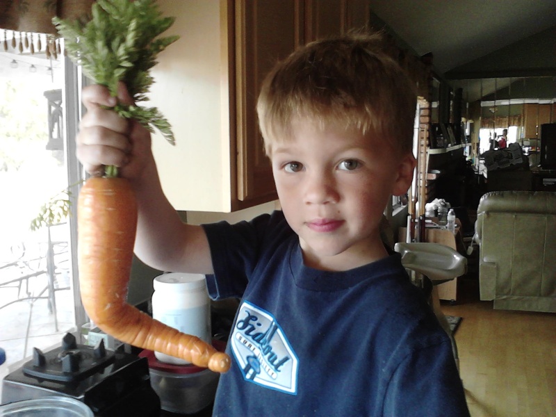 yes, you CAN grow carrots in 6" of soil!! Crooke10