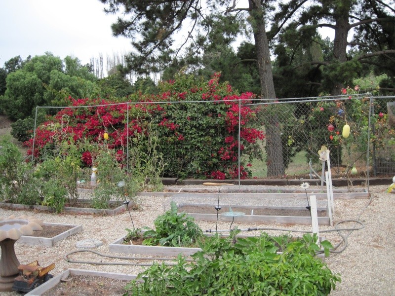vertical gardening structures Img_0211